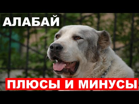 АЛАБАЙ ВСЁ О