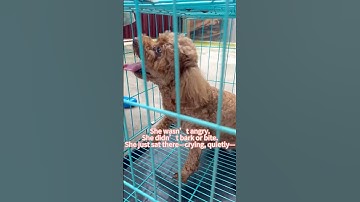 Abandoned Dog Cries for Her Owner  A Truly Heartbreaking Story