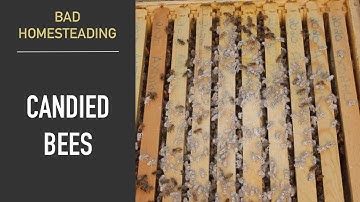 Varroa Mite Testing with Powdered Sugar | Late Season Beekeeping