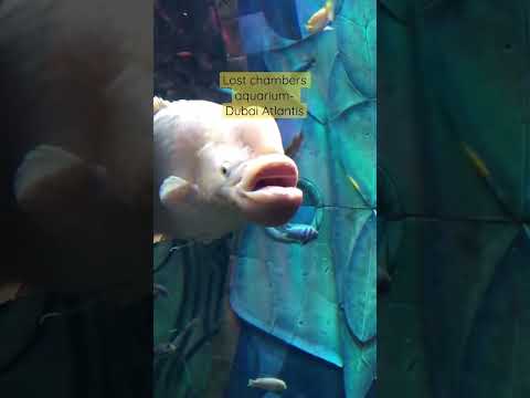 Must visit! Lost chambers Aquarium-Dubai Atlantis #dubaiatlantis #shorts #dubaitourism