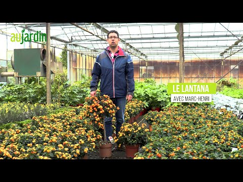 Vidéo: Devrais-je tuer un Lantana - Quand et comment couper des fleurs de Lantana