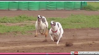 Greyhound dog racing 2024 | Track race dogs