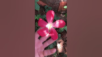 Đây là loại sâm quý Việt Nam