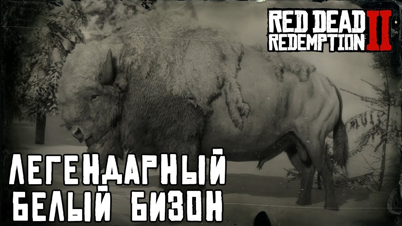 Легендарный бизон. Легендарный Бизон rdr 2. Белый Бизон рдр2. Белый Бизон rdr 2.