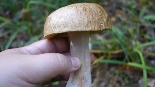 Белые грибы в конце сентября! #mushrooms #Gastronomy