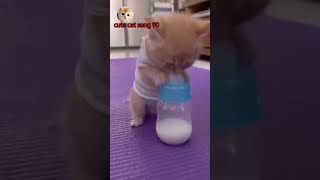 बिल्ली दूध पी रहा है