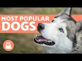 TOP 10 Most POPULAR Dog Breeds in the World