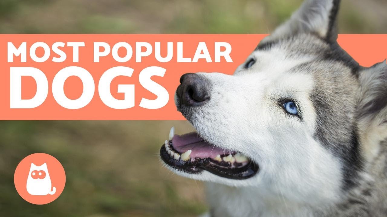 top 10 most popular dog breeds