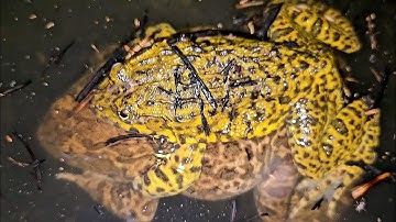 Bắt Ếch Túc Ếch Bằng 12 Của Ngục Cập Vườn Ổ Toàn Ếch Cái Bự Bự #vợchồngmiềntâytv