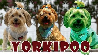 12 unbelievable things to know about Yorkipoo | Yorkshire Terrier & Poodle Mix