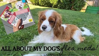 WHAT ARE THE BEST FLEA & TICK MEDS FOR DOGS?! | What's Best For a Cavapoo?