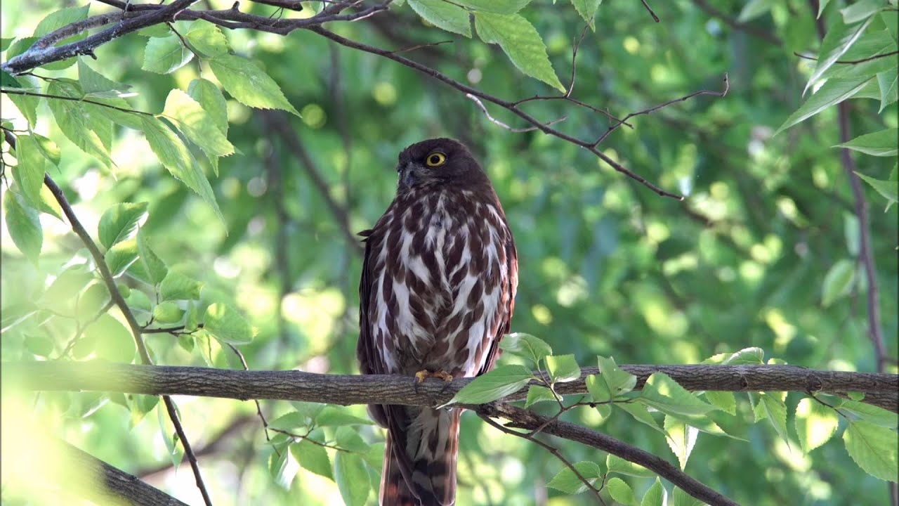可愛いアオバズクの生息地や鳴き声 巣立ち等について