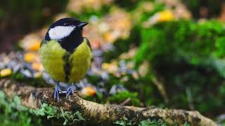 Close up of a worried great tit (Parus major) screenshot 1