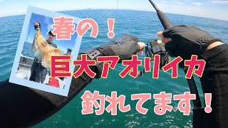 春の巨大アオリイカ釣り！