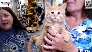 Q&A and Surprise Kitten Update 06-26-2026  Friends of Felines Rescue Center (FFRC)
