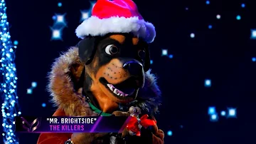 Rottweiler "Chris Daughtry" - Mr. Brightside (Masked Singer S2E11)