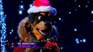 Rottweiler "Chris Daughtry" - Mr. Brightside (Masked Singer S2E11)