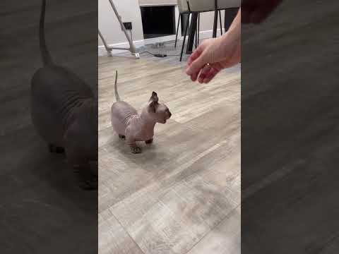 ЧЕТЫРЕ КОМАНДЫ КОТА