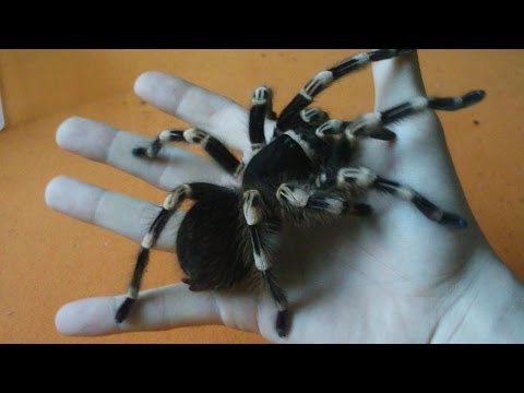 Handling large brutal tarantula that killed the mouse (Acanthoscurria geniculata) [Inferion7]