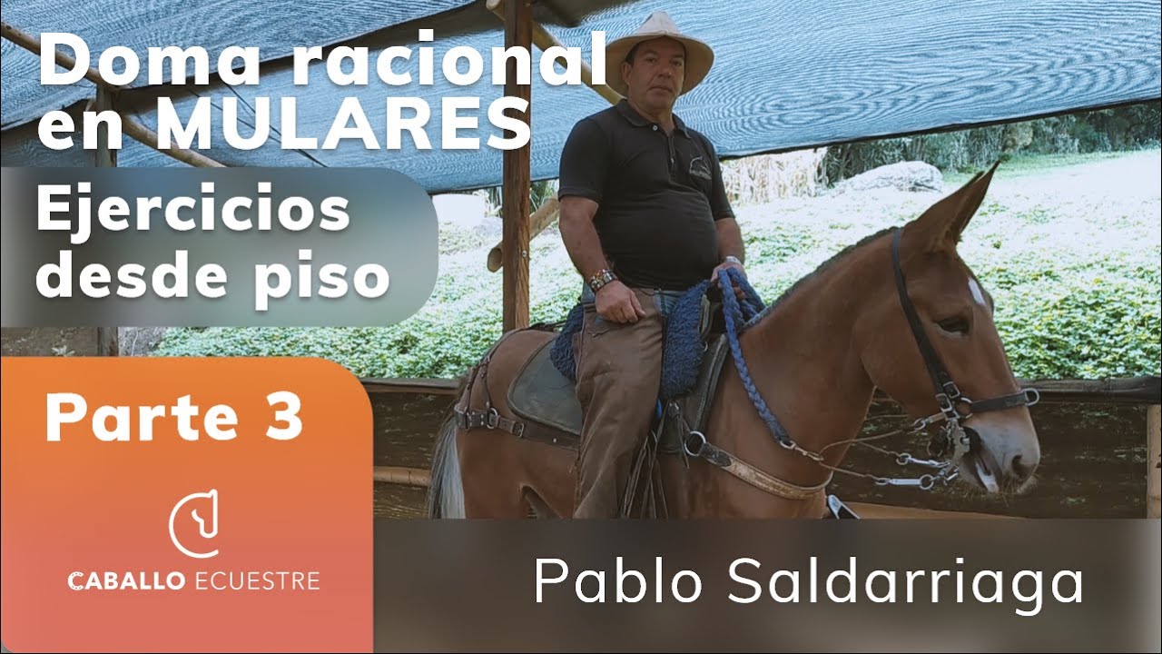 Ejercicios desde el piso en proceso de DOMA RACIONAL de mular - Pablo Saldarriaga - (Parte 3)