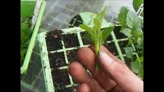 How To Grow Dahlias, Taking Dahlia Cuttings