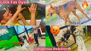 Pakistani Bully Dog Ghar Aagya🐶Kennel K Andar Vala Dogs Gussa Hogya Dekh Kar😡|| Car Lock Fass Gya😰