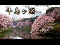【Cherry blossoms】TOKYO. Chidorigafuchi 2019 #4K #千鳥ヶ淵