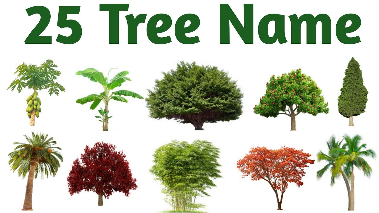 Plant Names: List of Common Types of Plants and Trees • 7ESL