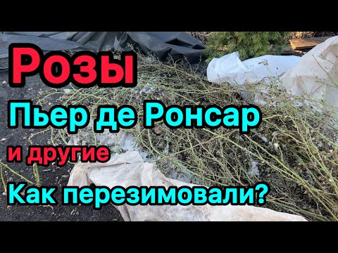 Розы. Пьер де