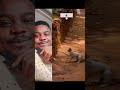 Beautiful cat vs snake 🐍 #wildlife #animals #trending #viral #cat #snake