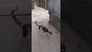 The New cat subscribe animals viral feed short viralvideo newvideo