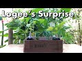 One Arizona Garden | Logee’s Tropical Plants Surprise