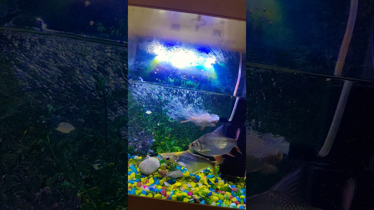 #fishaquarium #aquarium #fishtank #exoticaquariumfish 🐳🐬🦈🐠🐠🐠🙏🙏