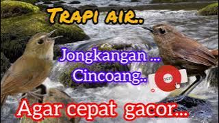 Terapi air #jongkangan #cincoang agar cepat gacor @arokicau8641