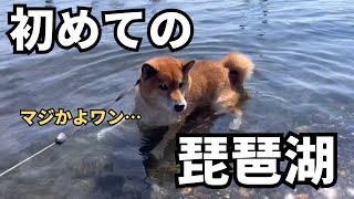 初めての琵琶湖で、水遊びを全く堪能できなかった、風呂嫌い柴犬。