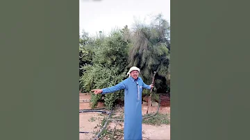 الزعاق كم عدد نجوم سهيل 
