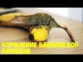 Кормим бананоедов бананом! Хищники-веганы, но куда пропали хвосты?