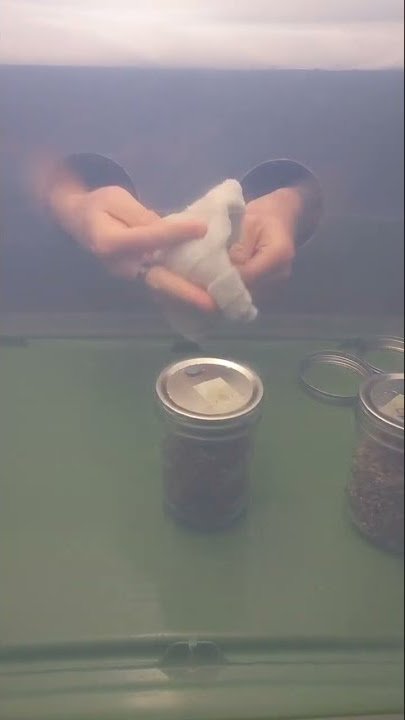Grain to Grain Inoculation of Spawn for Mushroom Growing at Home - Still Air Box SAB #shorts