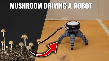 Fungi-controlled Robot : Evolution of Biohybrid Robotics