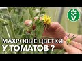 УДАЛИТЕ ЭТИ ЦВЕТЫ У ТОМАТОВ СРАЗУ КАК УВИДИТЕ! Причины МАХРОВОСТИ цветков и последствия