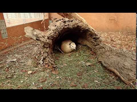 Video: Hvordan Man Laver Quail's Nest Salat