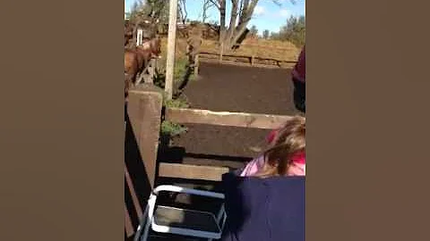 Pony nearly killing me!