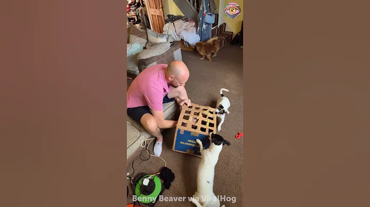 Whack-a-Mole for Dogs… Or So I Thought 😅🥕🐾