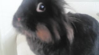 Bunny binky video