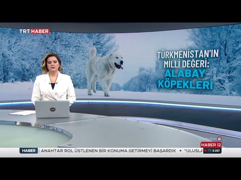 Türkmenistan'ın Milli Değeri Alabay köpekleri