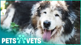 The Amazing Bond Between Old Dogs And Humans | Seniors: A Dogumentary | Pets & Vets