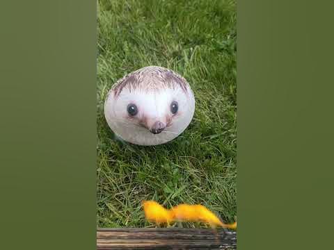 Хренобус греется. #shorts - YouTube