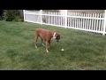 Boxer dog vs lemon