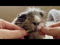 ウマウマぶんどりモルモット（ヤングコーンのヒゲの綺麗な食べ方）