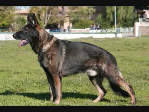 KOSMAN DE HAIZALDI (Campeonato de Andalucia.IPO-20...